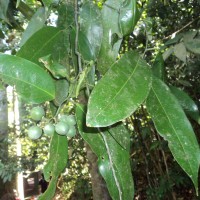 Xanthophyllum zeylanicum Meijden